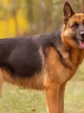 PortlyWind4725의 dog