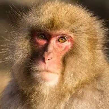 Profile image of 猿