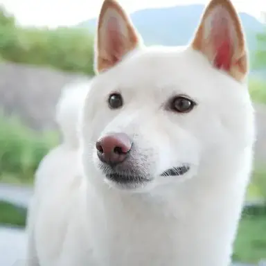 Profile image of 犬