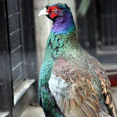 Profile image of 雉