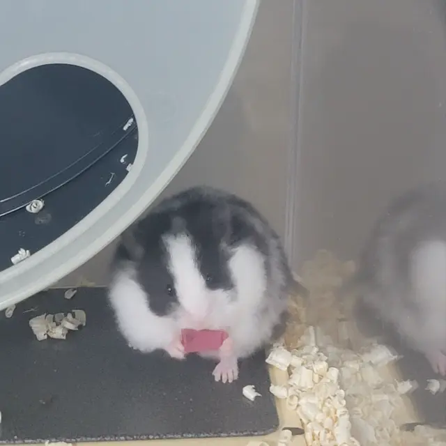 8010의 술먹은평학,여우