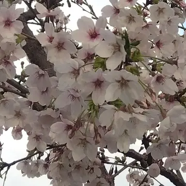 Profile image of 加州清光