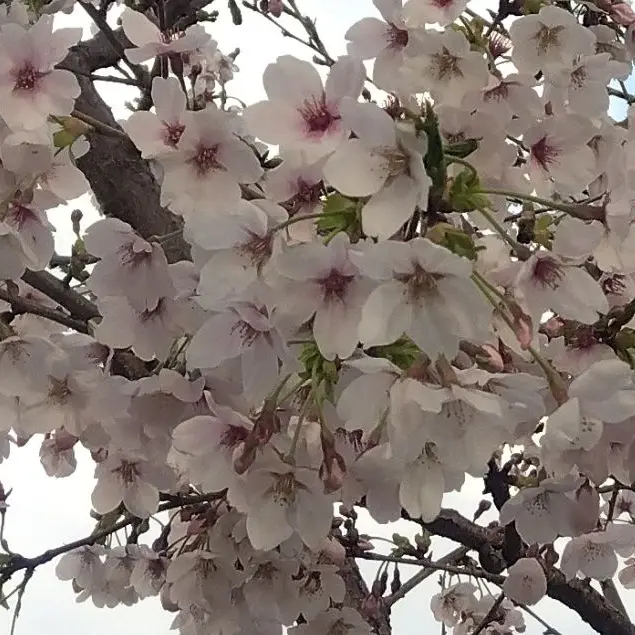 CrispyDesk8354의 近侍は過保護すぎる！！！！