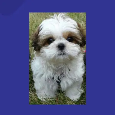 Profile image of 조이