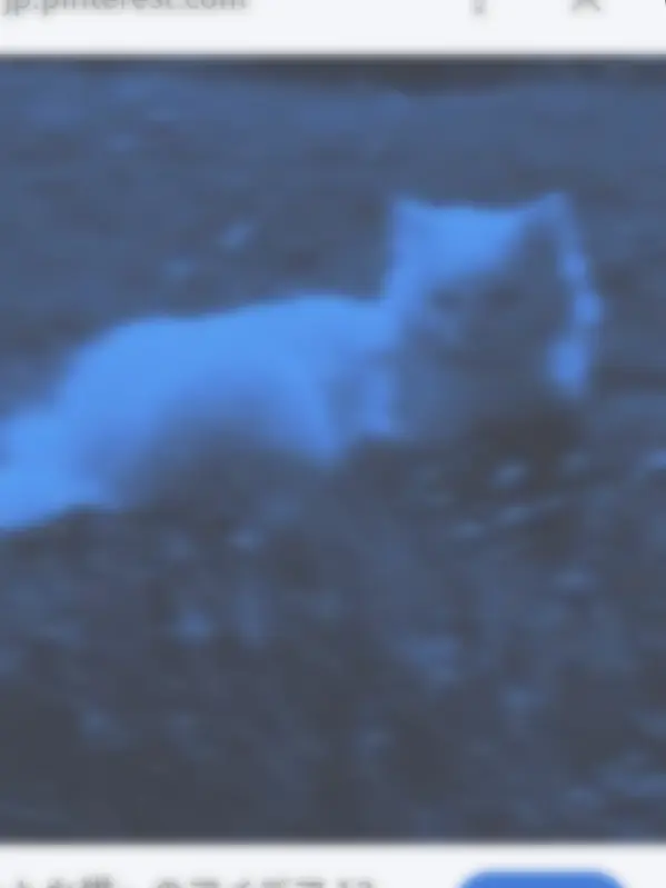DourPrawn3169의 º。実は訳あり猫を飼っています。º