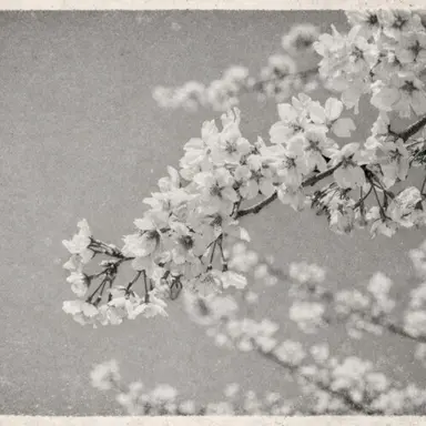 Profile image of 谷崎潤一郎