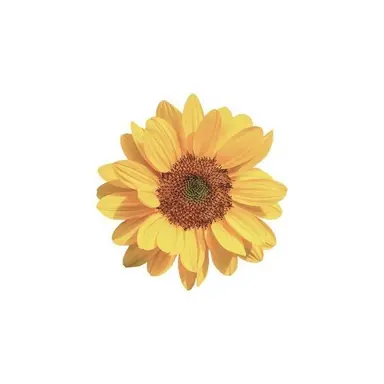 Profile image of ばでぃあいす
