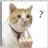 변태 고양이 쎄옹