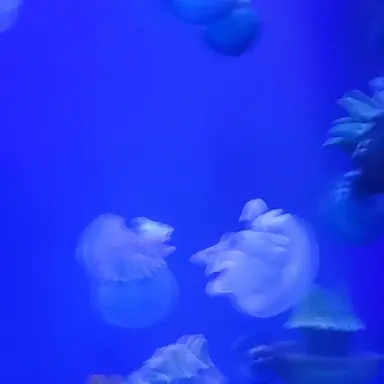 Profile image of 귀칼