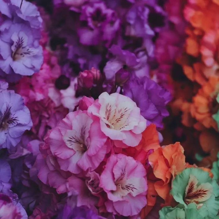 Tukasaki__의 渡会雲雀