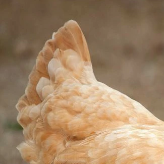 로디온