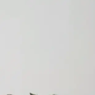Profile image of 新宮領