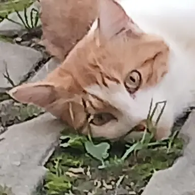 Profile image of 캐빈