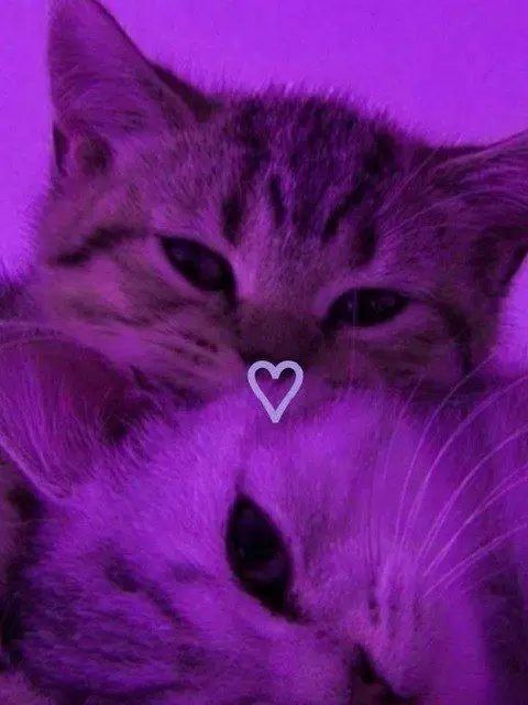 Hinomarutaun의 猫系彼氏犬系彼女❤︎