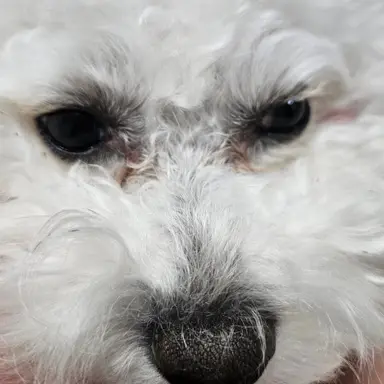 Profile image of 여우