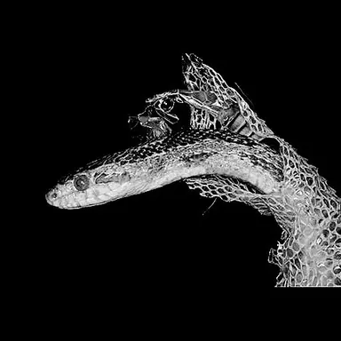 Profile image of 갈입