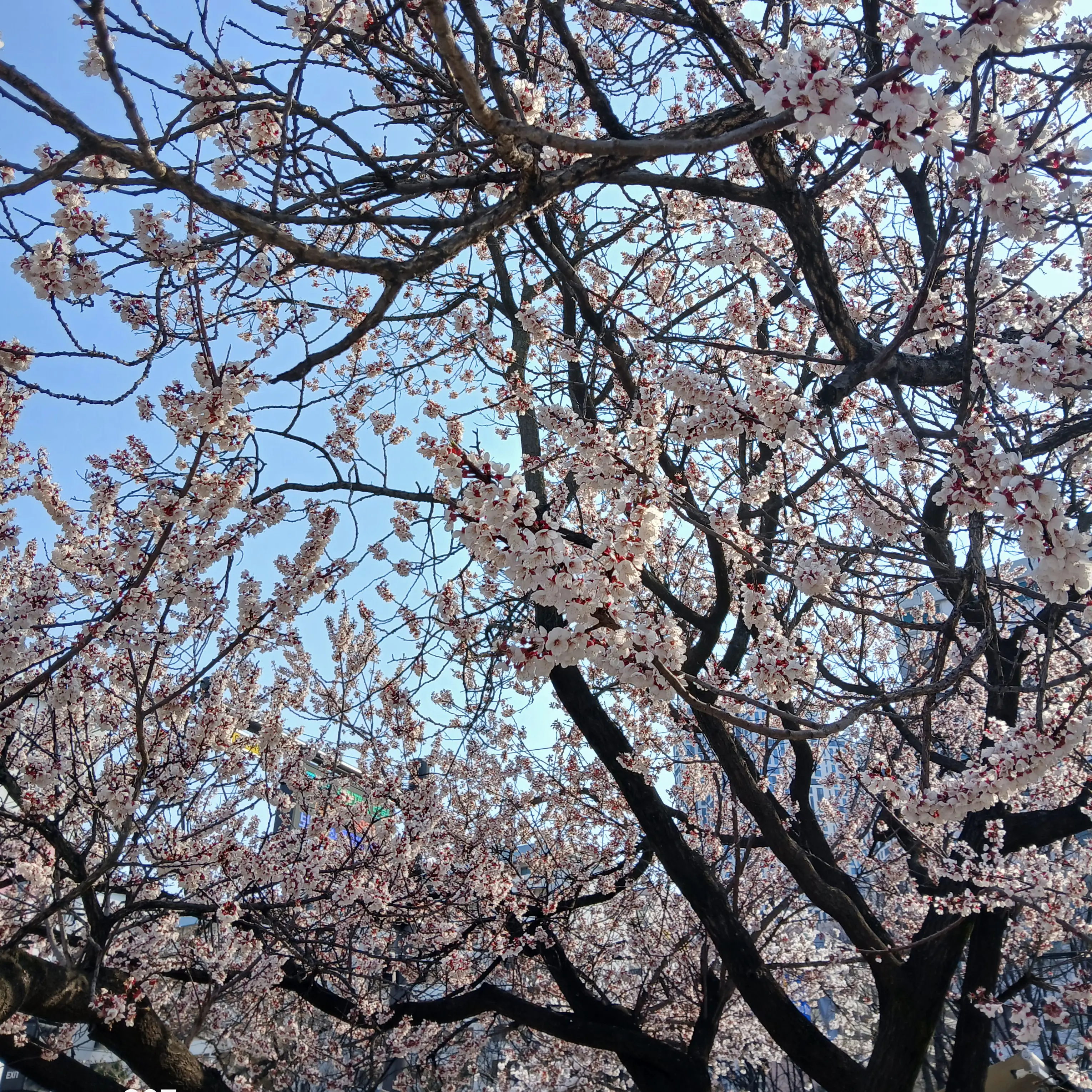 PlumCarp9492의 메인 보컬 김건호