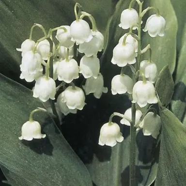 Profile image of 정형준