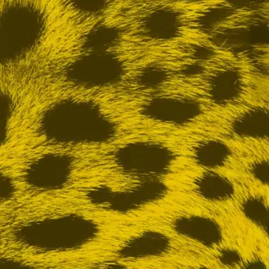 Profile image of 猪俣周杜