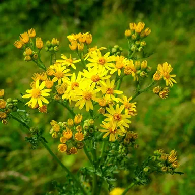 Profile image of 禪院 直哉