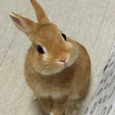 Profile image of 라운이