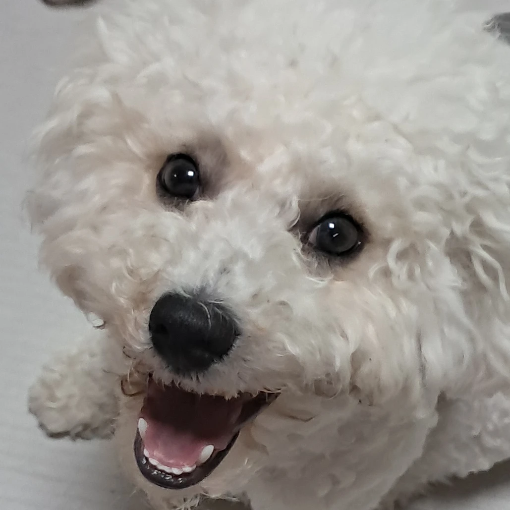 망고