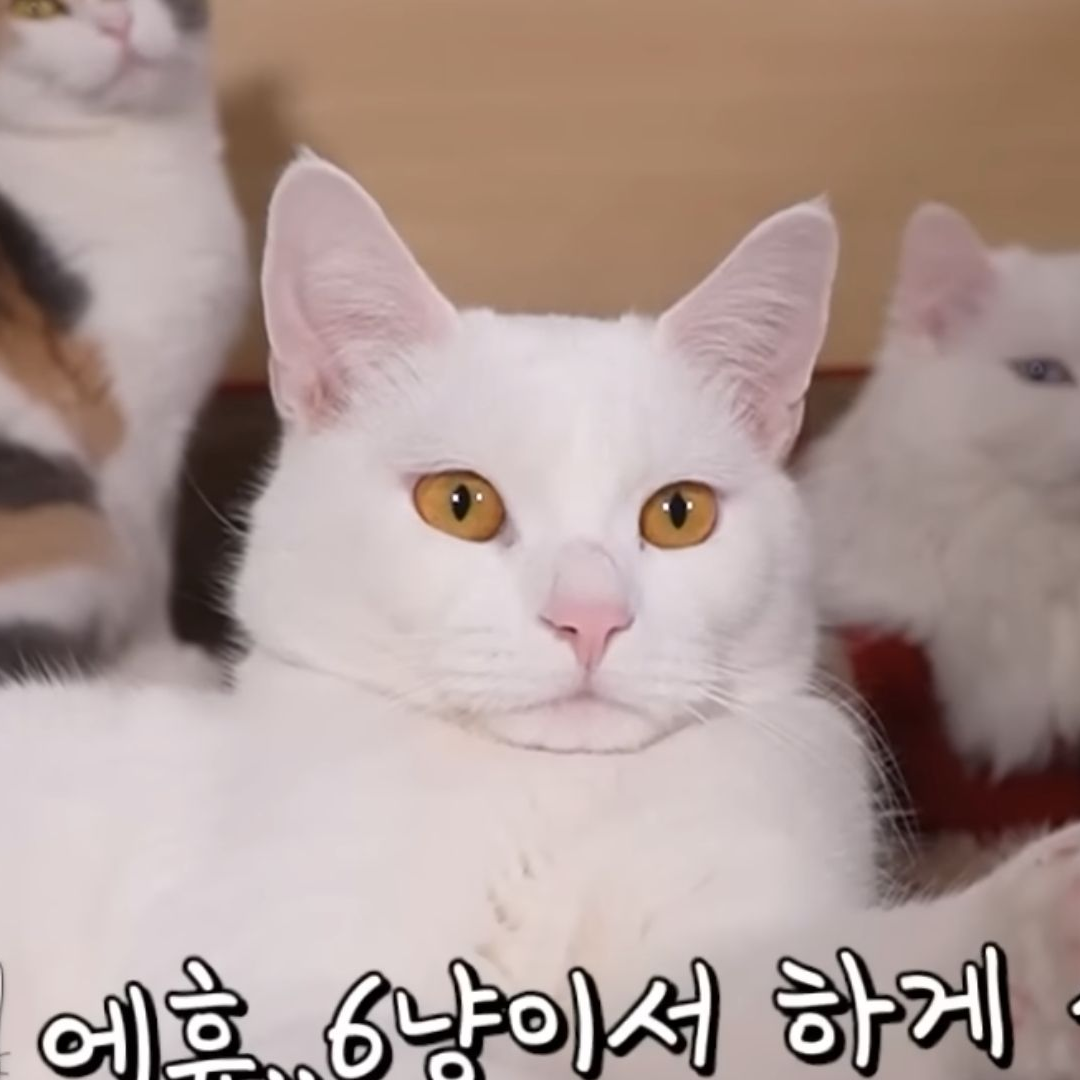 산냥고 대표 이미지