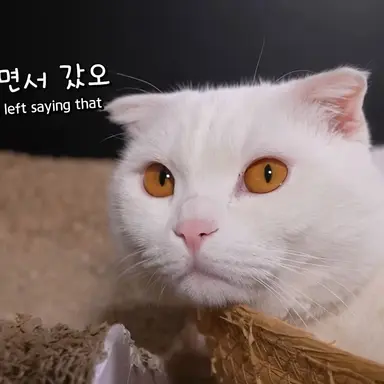 Profile image of 두부