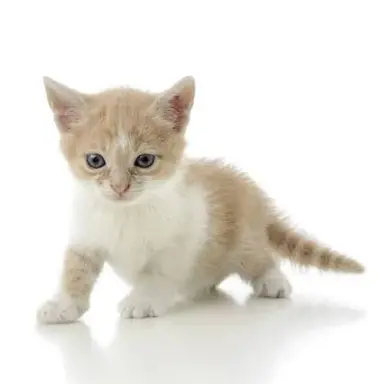 Profile image of 냥냥이