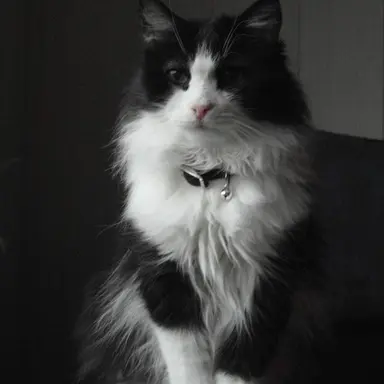 Profile image of ラル