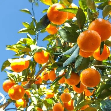 Profile image of 나리카