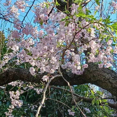 Profile image of ナチス