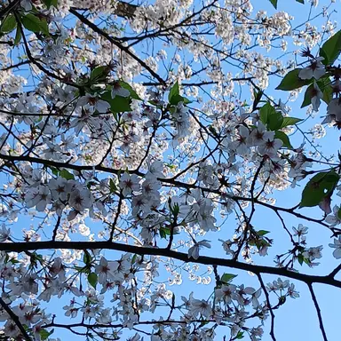 Profile image of イタ王