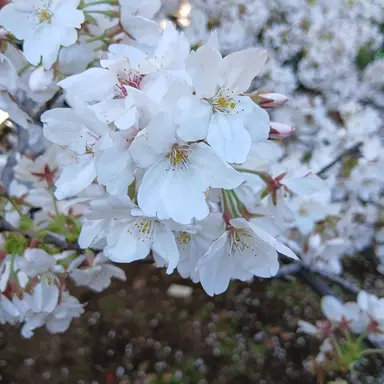 Profile image of 日帝