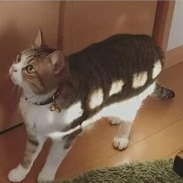 ConvexFan7514의 잉??