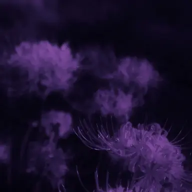 Profile image of 菊