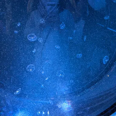 Profile image of ファン