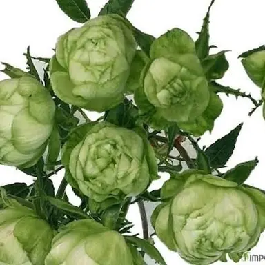 Profile image of 일엑스