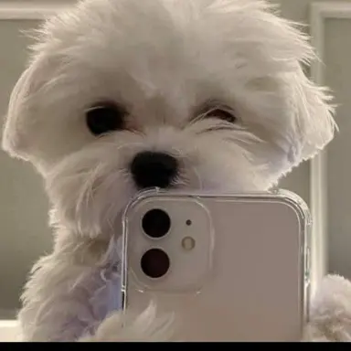 Profile image of 마법 집.