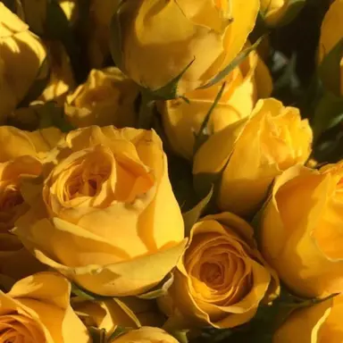 Profile image of 쪼만