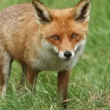 Profile image of Kumiho Cookie