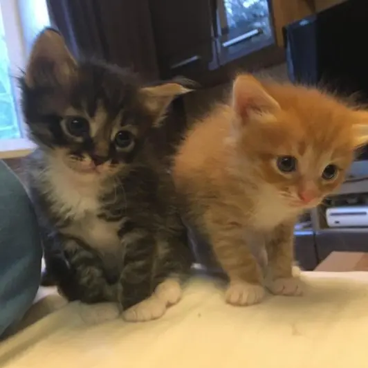 JangLongXin의 애기고양이 커플 닞롱