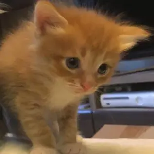 Profile image of 허씬롱