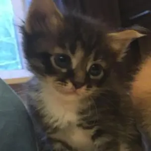 Profile image of 조우안신