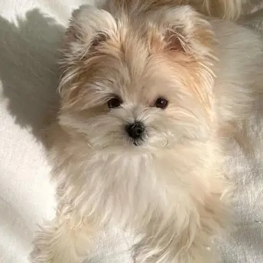 Profile image of 코아