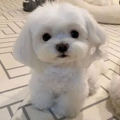 Profile image of 모루