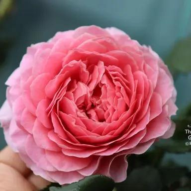 Profile image of 로즈