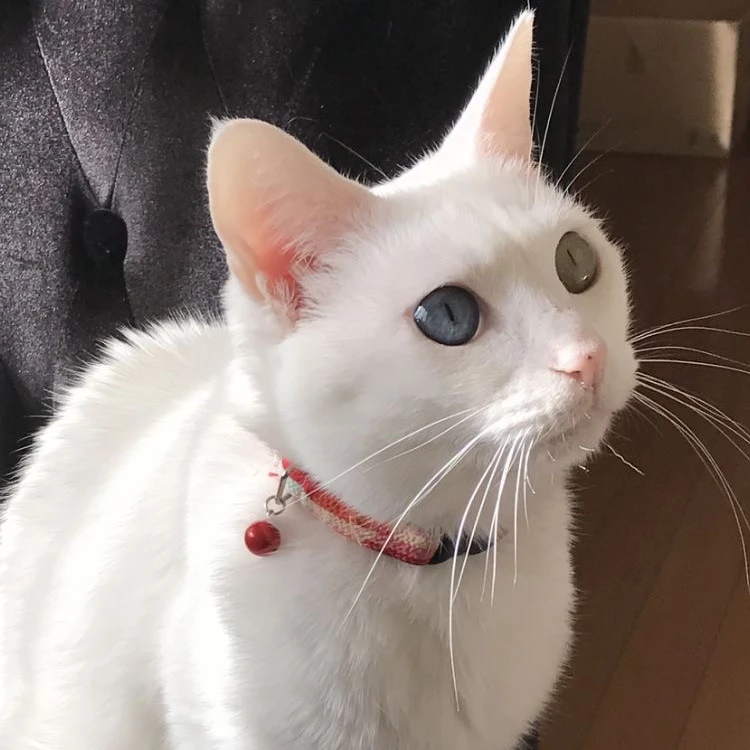 솜이