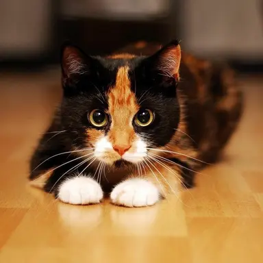 Profile image of 쿠키