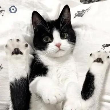 Profile image of 오레오